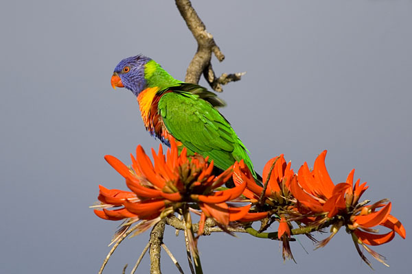 Rainbow Lorikeet in an Erythrina 'flame' tree