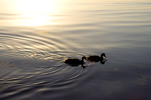 ducks rippling the water