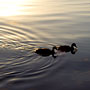 ducks rippling the water