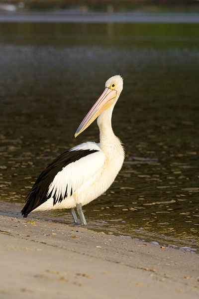 pelican