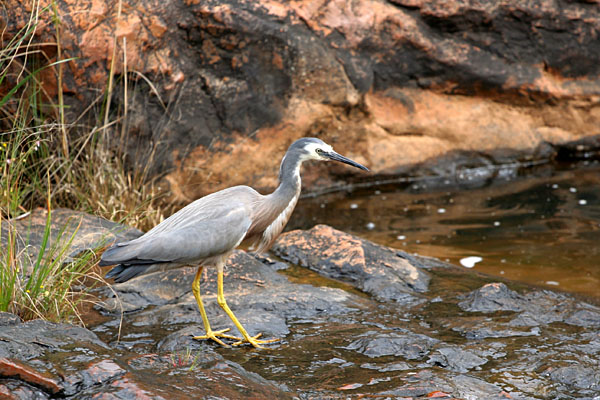 White-faced Heron