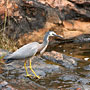 White-faced Heron