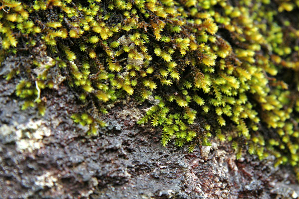 moss on a rock