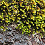 moss on a rock