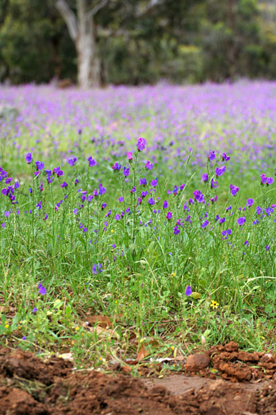 sea of purple