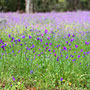 sea of purple