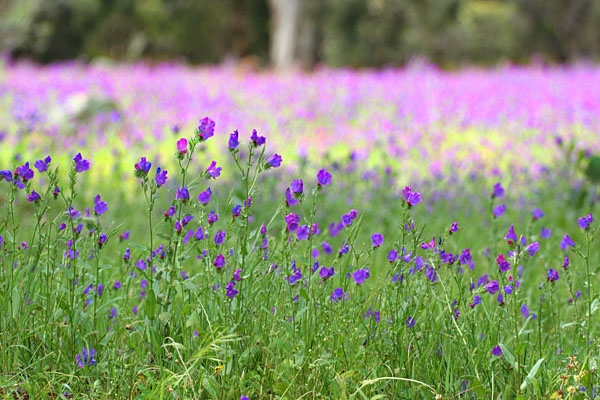 sea of purple