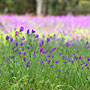 sea of purple