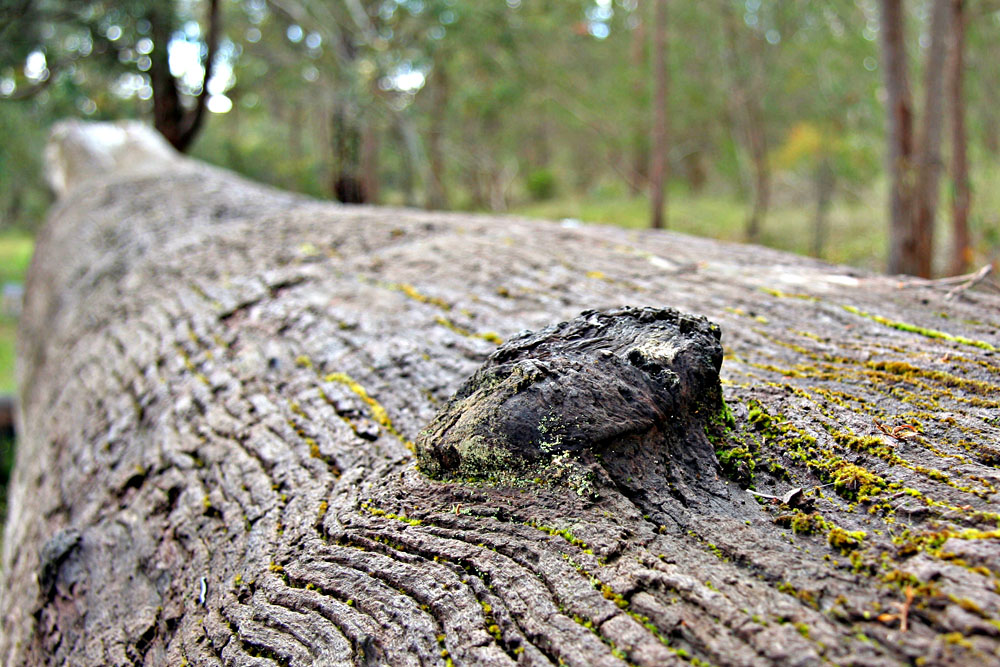 log detail