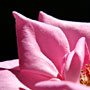 pink rose petals