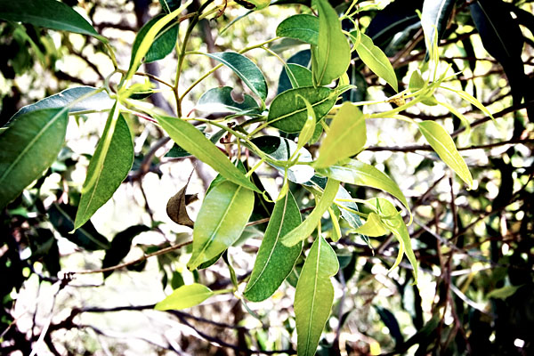 gum leaves