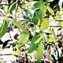 gum leaves