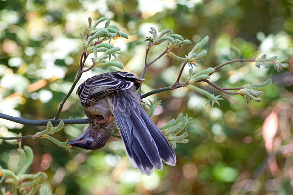 a very flexible bird