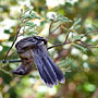 a very flexible bird
