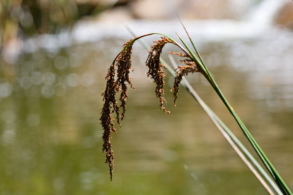 flowering grass