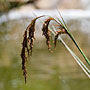 flowering grass