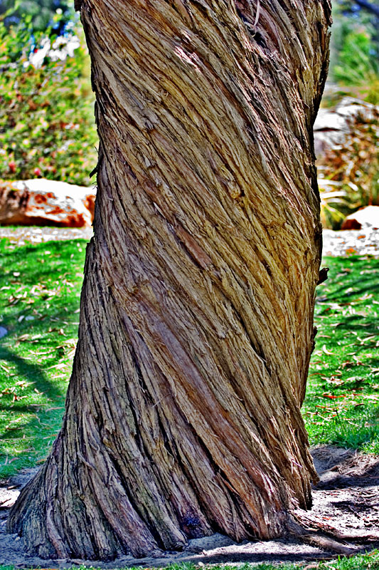 twisted tree in HDR