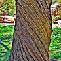 twisted tree in HDR