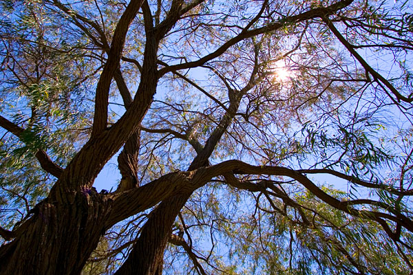looking skyward