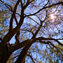 looking skyward