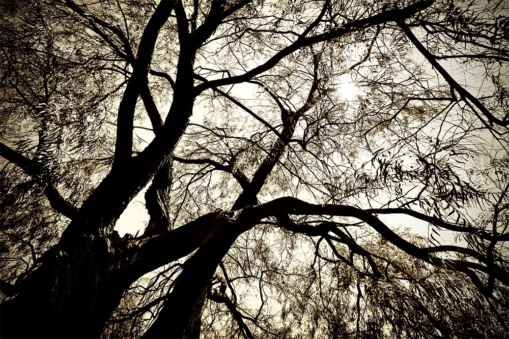 looking skyward in sepia
