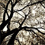 looking skyward in sepia