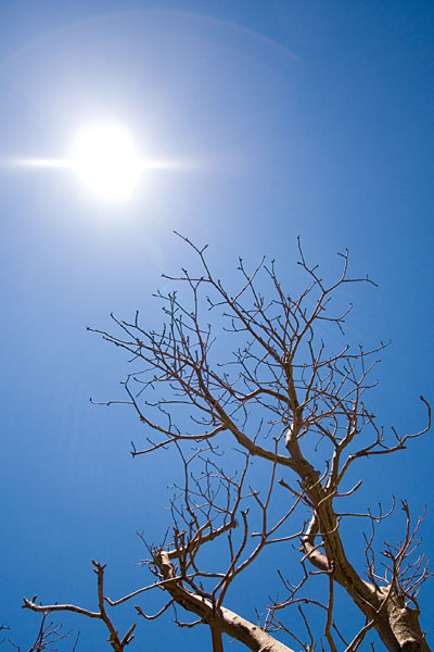 reaching for the sun