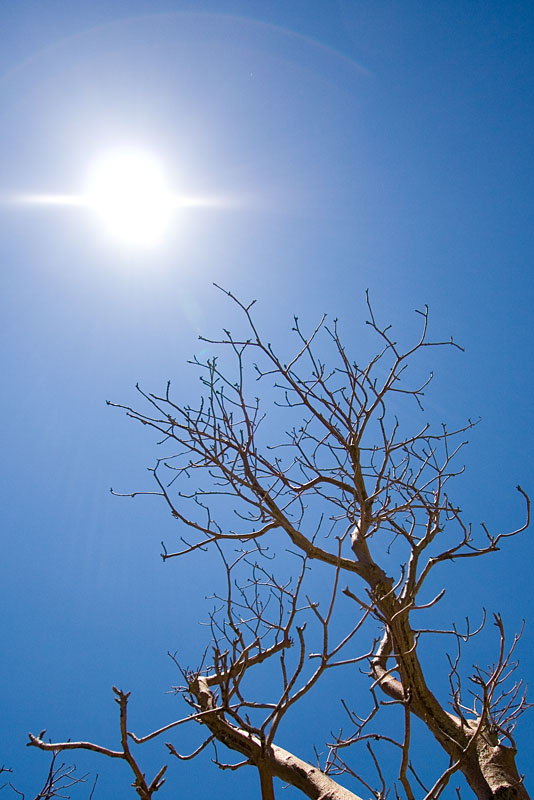 reaching for the sun