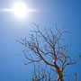 reaching for the sun