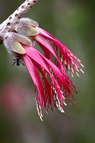 ant exploring calothamnus rupestris flowers