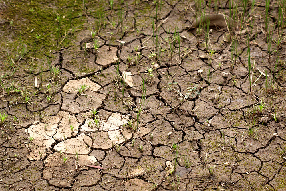 cracked and dried mud