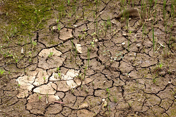 cracked and dried mud