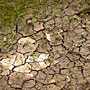 cracked and dried mud