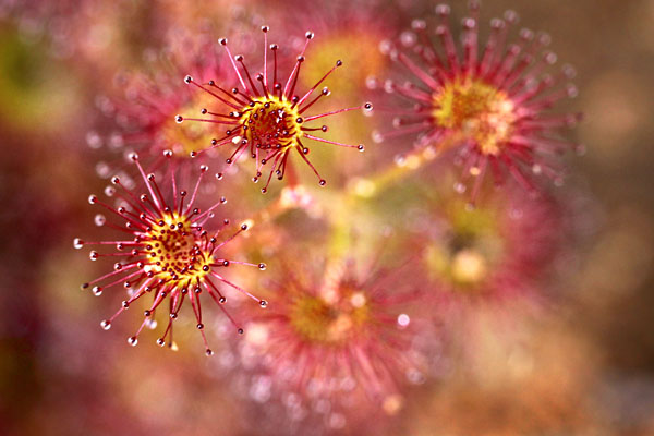 Sundew