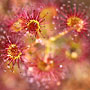 Sundew