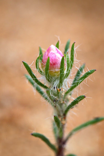 pink flower