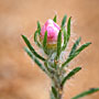 pink flower