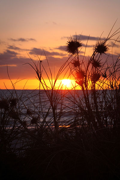 sunset and dune grass