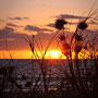 sunset and dune grass