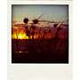 sunset through the dune grass