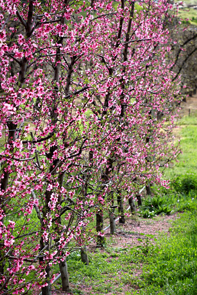 blossoms on fruit trees