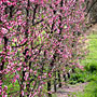 blossoms on fruit trees