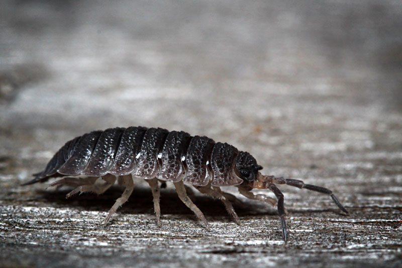 Rough Woodlouse (commonly known as 'slater')