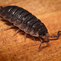 Rough Woodlouse (commonly known as "slater")