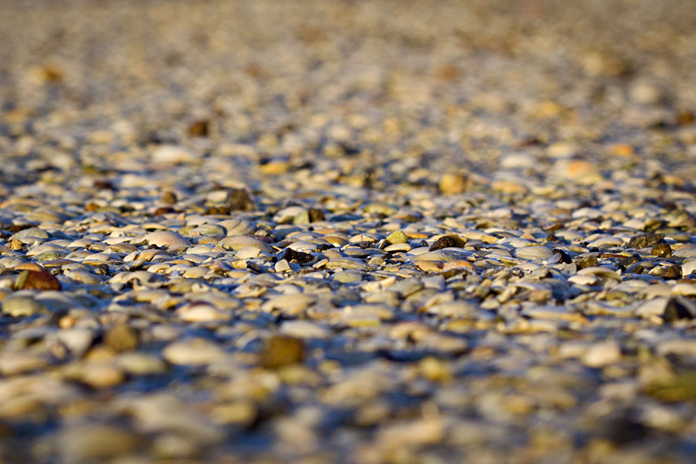 lotsa shells