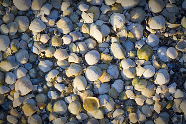 shell mosaic