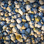 shell mosaic
