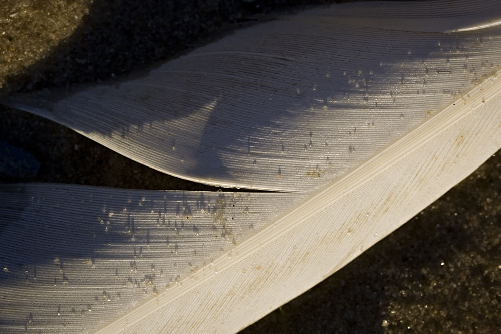 sand grains on a feather