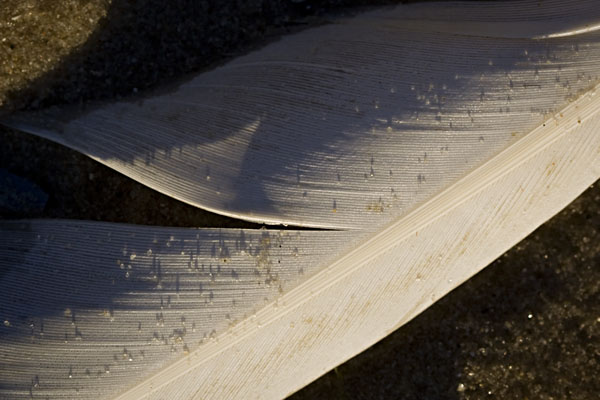 sand grains on a feather