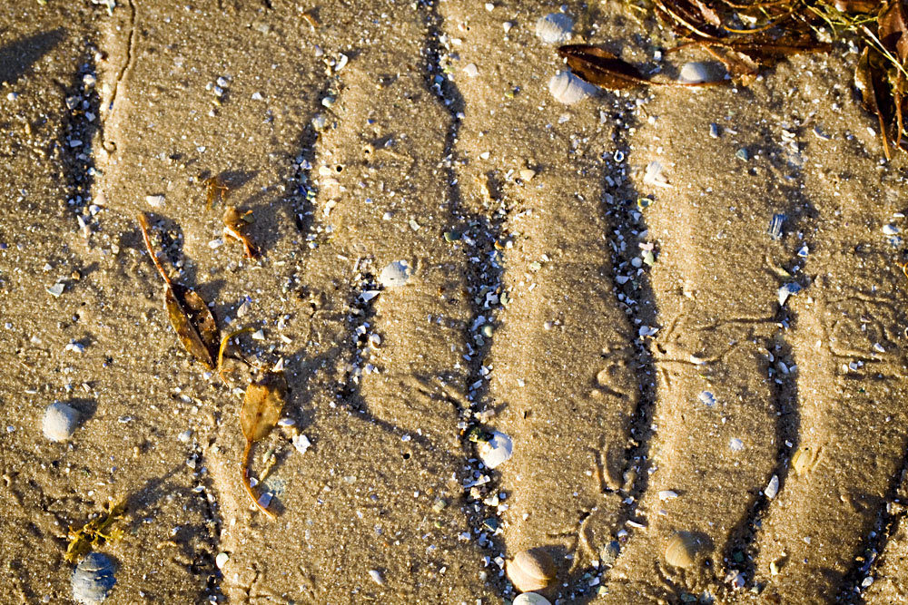 crab trails